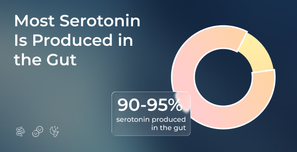 Serotonin Production In Gut